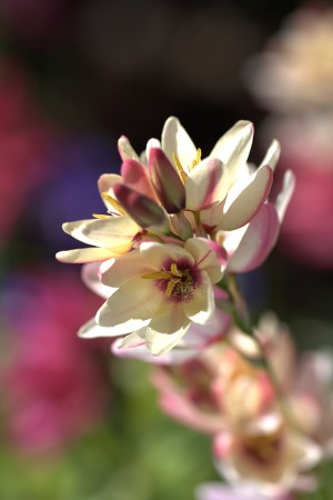 Ixia Flowers In Pink And Yellow